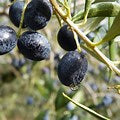 Black Olives 750g
